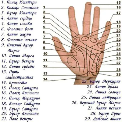 КОЛЬЦО ЮПИТЕРА. КОЛЬЦА СОЛОМОНА. | Всё о Хиромантии. | Дзен