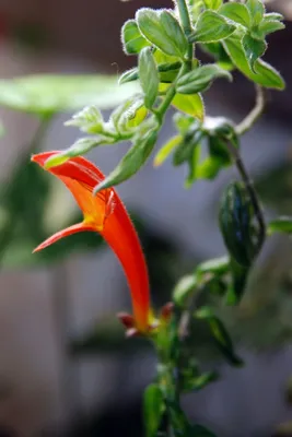 Columnea arguta - Alinaflowers