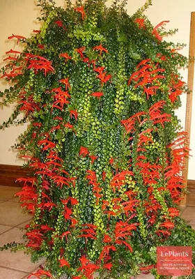 Колумнея мелколистная (Columnea microphylla) — описание, выращивание, фото  | на LePlants.ru