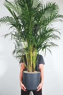 Комнатное растение Пальма Хризалидокарпус