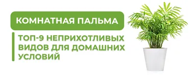 Комнатные растения в СПб🪴 on Instagram: “Идеальное растение для озеленения  и самая неприхотливая из пальм – Ховея Форстера 🪴 Ховея – п… | Пальмы,  Пальма, Растения