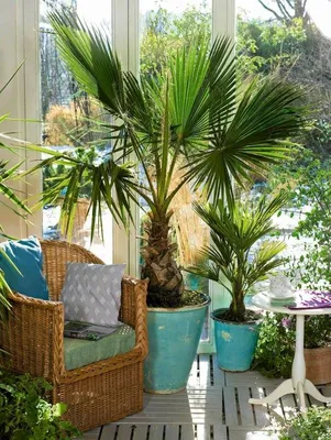 Купить комнатные растения Набор Канто Пальмы в кашпо с автополивом LECHUZA,  общая высота – 130 см в магазине ARTPLANTS с доставкой по Москве