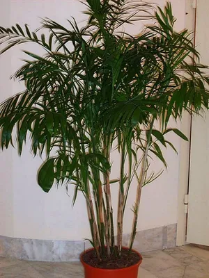 Комнатные пальмы: их разновидности с фото и названиями