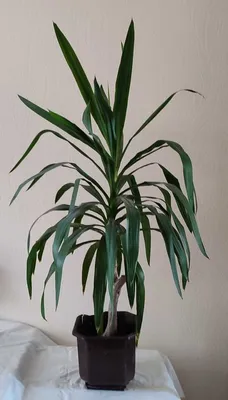 Купить Искусственное растение Пальма Кентия (Ховея) де Люкс, высота 225 см,  для напольного кашпо с доставкой