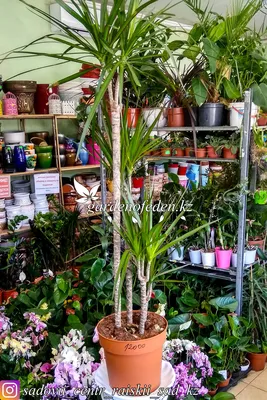 Финиковая пальма советы за уходом в домашних условиях | Growbox