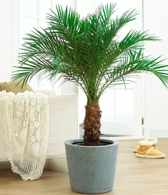 Комнатная пальма советы за уходом в домашних условиях | Growbox
