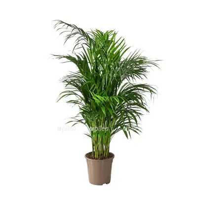 Купить комнатное растение Дипсис (Пальма Арека) - свежесть и элегантность  для вашего дома
