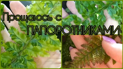 Даваллия - Папоротники - Комнатные растения - GreenInfo.ru