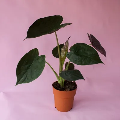 ALOCASIA AMAZONICA растение в горшке Алоказия 17 см | IKEA Eesti