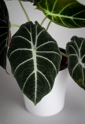 Alocasia Venusta | Alocasia | Alocasia | Зеленые комнатные растения |  Зеленые комнатные растения | Комнатные растения | All products | OZ Planten