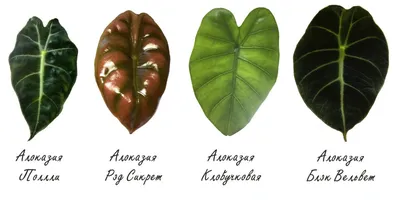 Поставщики алоказии Lauterbachiana Variegata - Alocasia Lauterbachiana  Variegata оптом - PLANT FUN