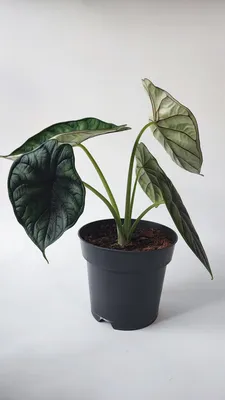 Alocasia ALOC OV | Alocasia | Alocasia | Зеленые комнатные растения |  Зеленые комнатные растения | Комнатные растения | All products | OZ Planten