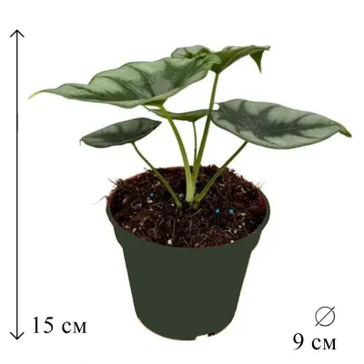 Алоказия Макрориза Сплэш ⌀6 ↑10 см по цене 4 569 р. | Интернет-магазин  Plantor