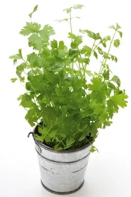 10 комнатных растений, которым нужно минимум вашей заботы | VMersine.com