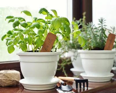 Комнатные растения и цветы для кухни: советы о том что можно и нужно  выращивать