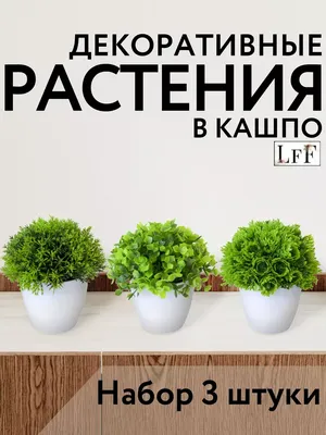 Растения для кухни | Кухонные растения, Растения, Ядовитые растения