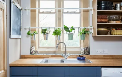 Самые лучшие растения для кухни для очистки воздуха и создания уюта -  Today.ua