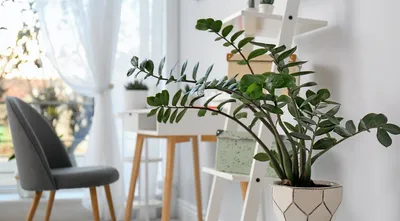 Стоит ли выращивать комнатные растения на кухне? | ✿Южная магнолия✿ | Дзен
