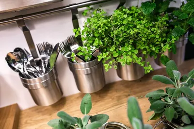 Комнатные растения для кухни - BeGreen