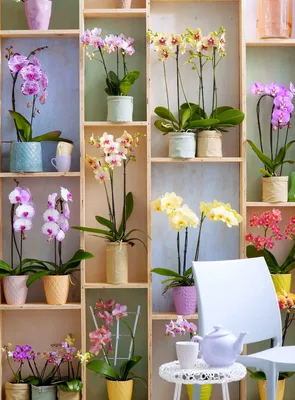 Комнатные цветы для кухни - неприхотливые, полезные и красивые - Новости на  KP.UA