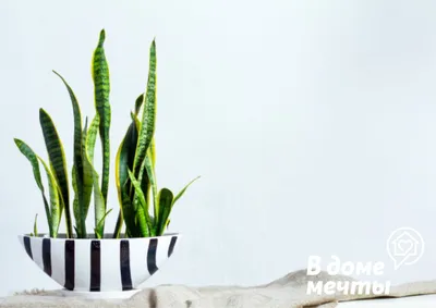 5 Комнатных растений, которые отлично впишутся в интерьер любой кухни! |  ЦВЕТЫ НА ОКНЕ | Дзен