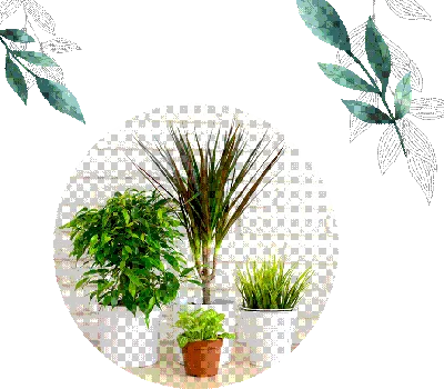 Лучшие комнатные растения очищающие воздух:ТОП15, для квартиры и дома