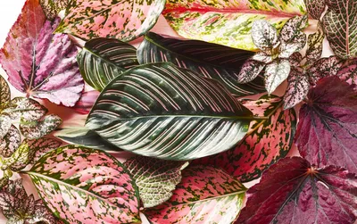 Розовые комнатные растения - хит дизайна интерьера этого года :: myPlants