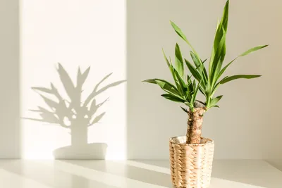 Эти комнатные растения очищают воздух в помещении - список и описание | РБК  Украина