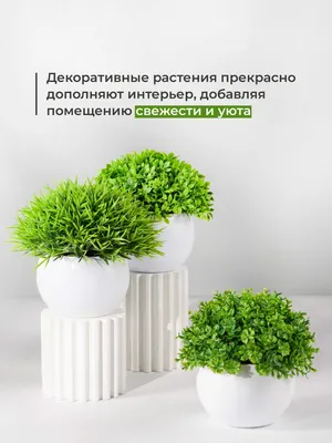 Комнатные растения с лимонными листьями купить в Москве в интернет-магазине  Bloom Story с доставкой