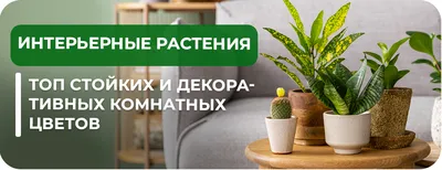 10 комнатных растений, которым нужно минимум вашей заботы | VMersine.com