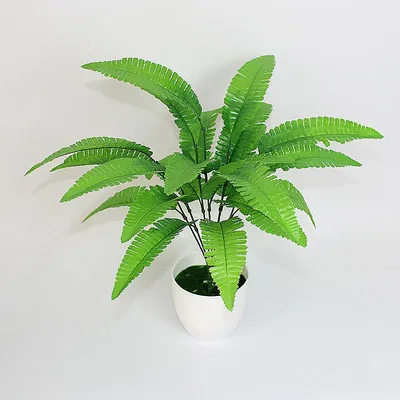 Бегония Рекс - «Неприхотливое растение с красивыми листьями» | отзывы