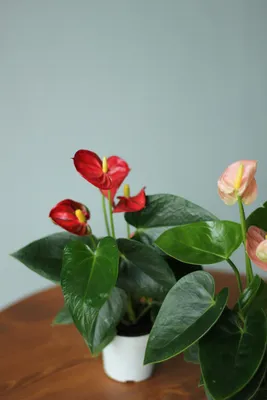 Комнатные растения, цветущие зимой на подоконнике - Добрая сила
