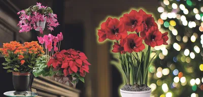 Гибискус китайский цветет большими красными цветами.цену: 1000 KGS ➤ Цветы  | Каракол | 54198069 ᐈ lalafo.kg