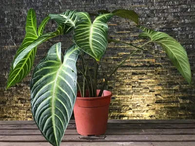 5 самых эффектных комнатных растений с крупными листьями | Идеи посадки  растений, Растения, Комнатные цветы
