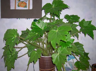 12 лучших комнатных растений с неприлично большими листьями | «iDeaWay» -  быть лучше каждый день! 💡 | Дзен