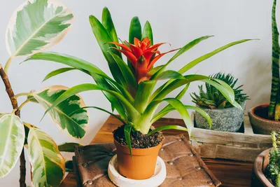 Уход за растениями: как ухаживать за комнатными цветами в домашних условиях