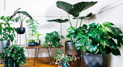 Тенелюбивые комнатные растения - полезные статьи GREEN OFFICE