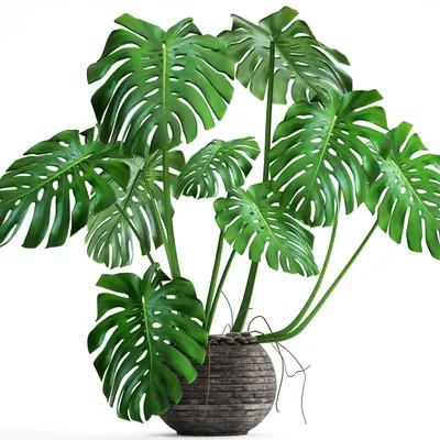Объемные комнатные растения с большими зелеными листьями PNG , трехмерное  растение, иллюстрация, листовые растения PNG картинки и пнг PSD рисунок для  бесплатной загрузки