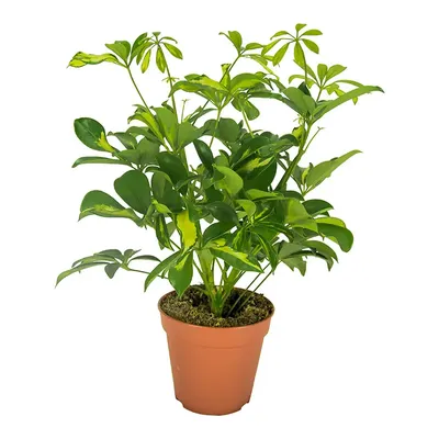 Комнатное растение Фикус Бенджамина пестрый, высота 30 см. Грунт для  пересадки в подарок — купить в интернет-магазине по низкой цене на Яндекс  Маркете