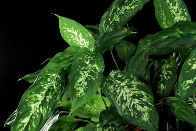 Комнатное растение с пестрыми листьями - 64 фото