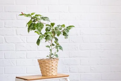 Самые неприхотливые комнатные растения - полезные статьи о садоводстве от  Agro-Market24