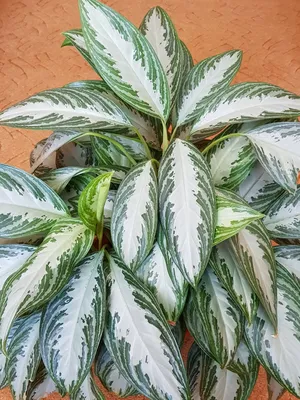 Комнатные растения с пестрыми листьями фото фото