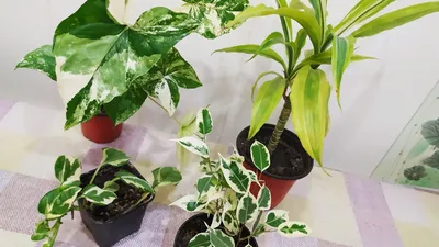 Обзор комнатных растений с пестрыми бело-зелеными листьями. Украсят любой  дом - YouTube