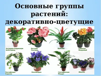 Азбука комнатных растений от А до Я. Буква А#моицветымоялюбовь#комнатн... |  TikTok