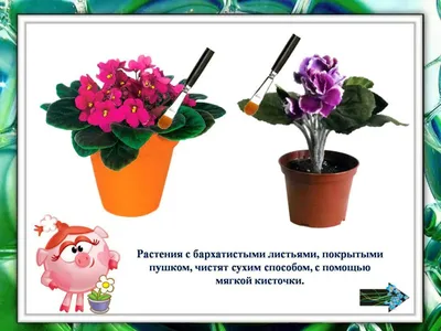 Комнатные цветы для спальни. 5 растений, которые улучшат сон - ООО  \"Студия-Декор\"