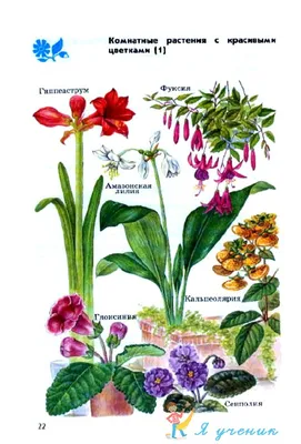 Комнатные растения (на букву Ю)