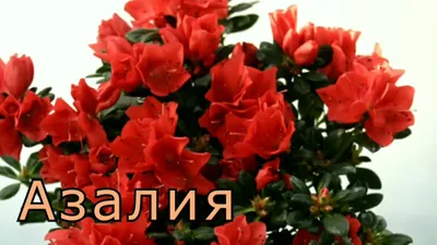 Каталоги цветов - Pahistahis.ru