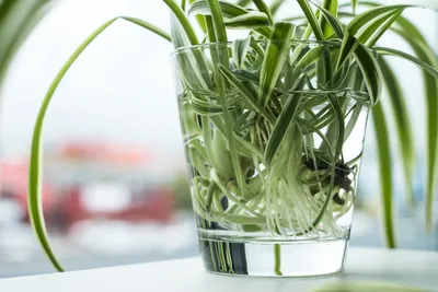 17 комнатных растений, которые растут в воде — для стильных интерьеров |  Ботаничка | Дзен