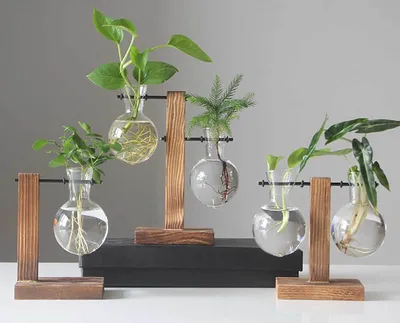 Комнатные растения в воде и стекле – гидропоника