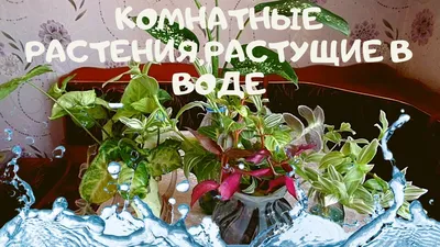 Комнатные растения, растущие в воде в бутылках,банках и вазах как вариант  выращивания без земли - YouTube